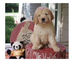 F2 English Cream Goldendoodle puppies - Image 2