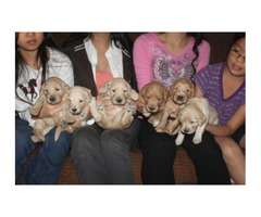 F2 English Cream Goldendoodle puppies - Image 3