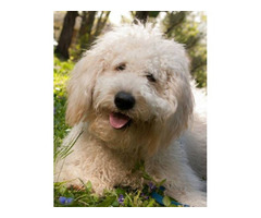 F2 English Cream Goldendoodle puppies - Image 4