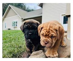 Brindle Mastiff Puppies