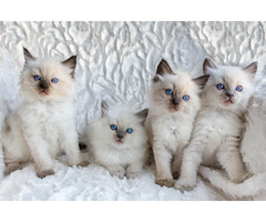 Ragdoll kittens for Adoption